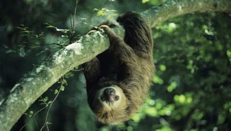 Special Characteristics & Adaptations of a Sloth | Animals - mom.me