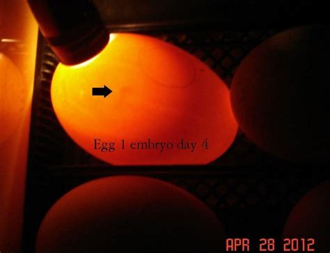 picture journey of my goose egg incubation AWESOME! ALL PICS IN FIRST ...