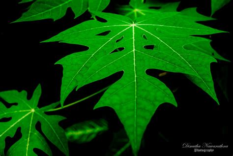 Sri Lankan Photography: Shapes of Nature