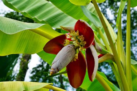 Health Benefits of Banana Blossom - INWIANG VALLEY