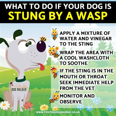 What to do when a wasp or bee stings your dog - Finchley Dog Walker