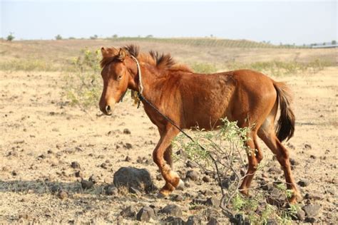 Indian Horse Names: Expert Approved List + Meanings