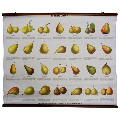 School Wall Chart Pear Varieties, Published by Schreiber and Co, 1952 ...