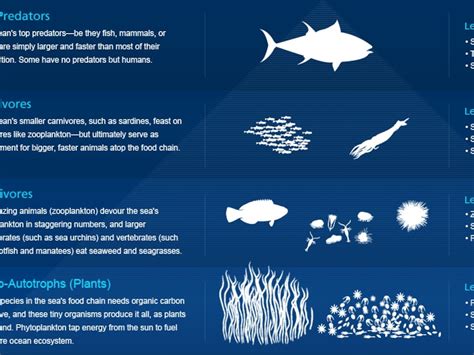 Food Chain And Food Web Similarities