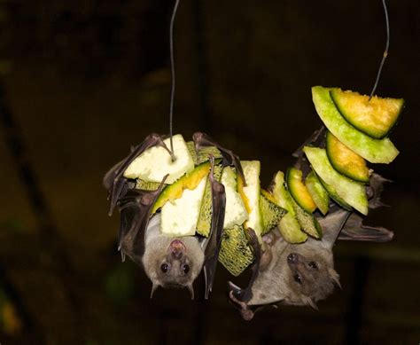 30 Fruit Bat Facts About the Majestic Megabat - Facts.net