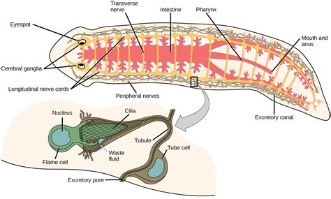 Flatworms, Nematodes, and Arthropods · Concepts of Biology