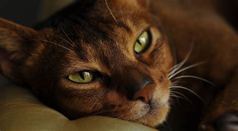 Abyssinian Cat Breeders - Australia - Cat-World