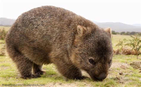 Wombat Facts, Pictures & Information For Kids & Adults.