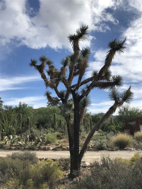 tree arizona sonora desert museum | Sonora desert, Arizona, Sonora