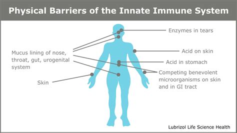 Innate Immunity Physical Barrier