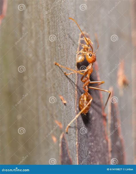 Ant carry pupa close up stock image. Image of nature - 61410827