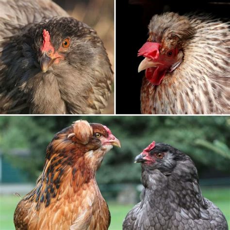 These 10 Chicken Breeds Lay Blue Eggs