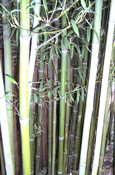 Types of Bamboo Plants - Bamboo Plants HQ