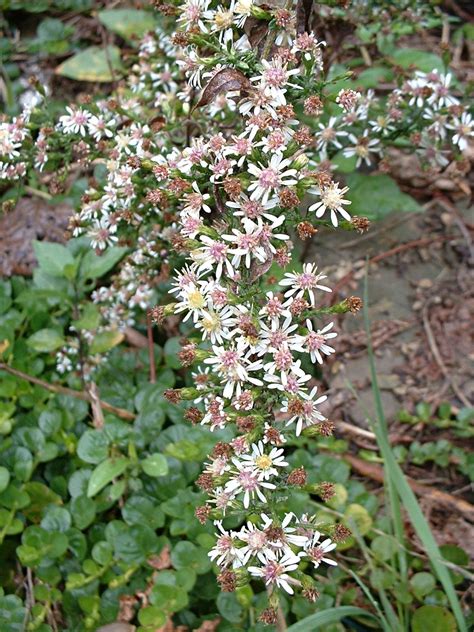 Calico Aster (Aster lateriflorus) | Flora Pittsburghensis