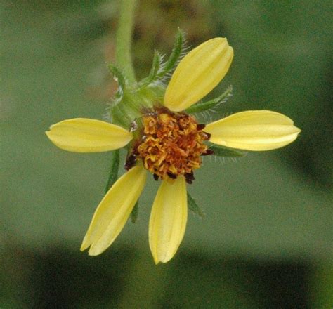 Bidens Pilosa Uses / Prickly Pear Seeds Extreme Close Up Bidens Pilosa ...