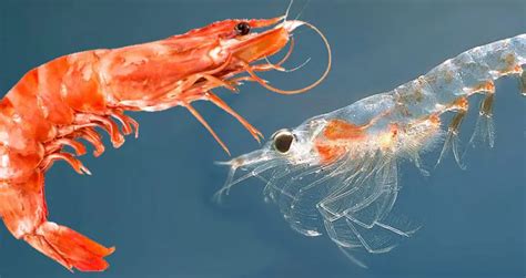 Shrimp vs. Krill: Differences in Appearance, Habitat, & Behavior