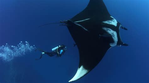 Giant manta becomes first manta ray to be listed as an endangered ...