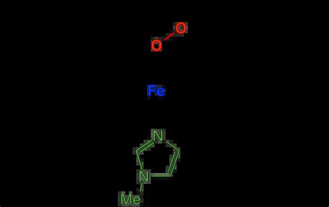 What Is Myoglobin? What Is The Function Of Myoglobin?