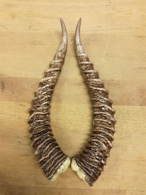 Dorcas Gazelle Replica Horns - Etsy