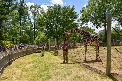 Maryland Zoo Giraffe Explores New Habitat | The Maryland Zoo