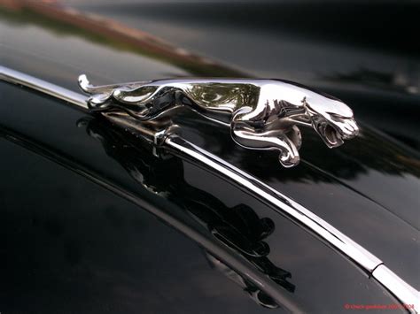 Universal Jaguar Emblem, For Car Bonnet at Rs 70/piece in New Delhi ...