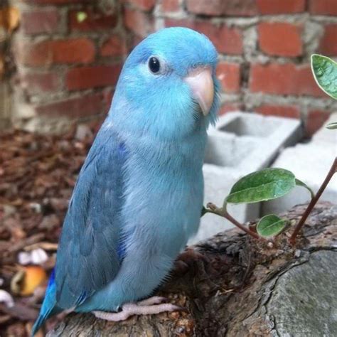 Pacific Parrotlet Facts, Pet Care, Temperament, Pictures