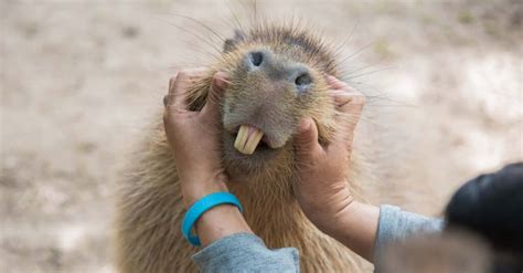 Do Capybaras Make Good Pets? Sweet Rodents with Special Needs - IMP WORLD