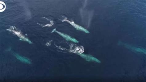 WATCH: Whales spotted during migration | WANE