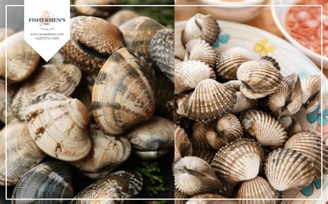 What Is The Difference Between Cockles Vs Clams? | Fishermen's Net