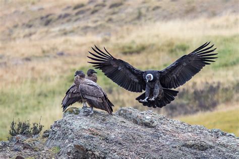 15 Fast Facts About Andean Condors