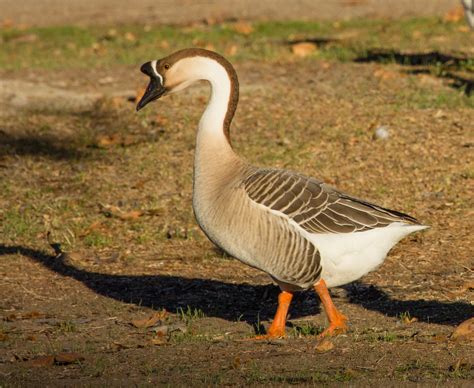 Swan Goose | Bird | Laura Erickson's For the Birds