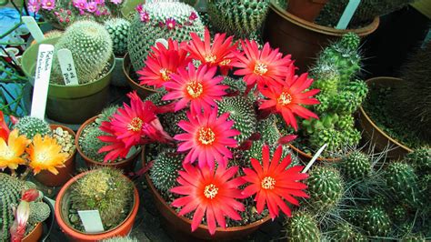 Can You Make Cacti Flower Year Round? Yes and No. - Dengarden