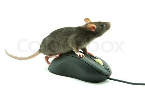 Rat on computer mouse | Stock image | Colourbox