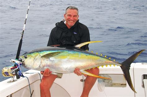 Yellowfin tuna or Thunnus albacares - Rod Fishing club