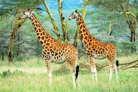 Giraffes in the Lake Nakuru NP, Kenya jigsaw puzzle in Animals puzzles ...