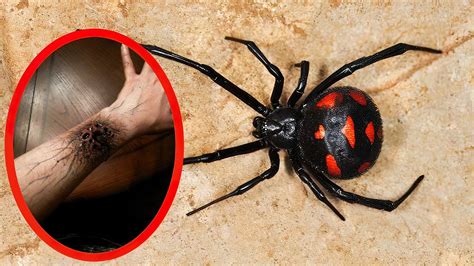 Real Poison Spiders