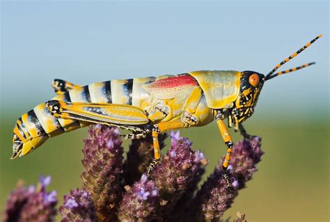 Grasshopper | Description, Features, & Species | Britannica