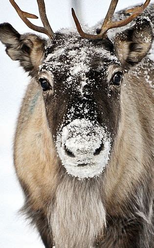 Reindeer Facts - Animal Facts Encyclopedia