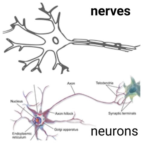 Difference between Nerve and Neuron .Nerves vs neurons Unlike plants ...