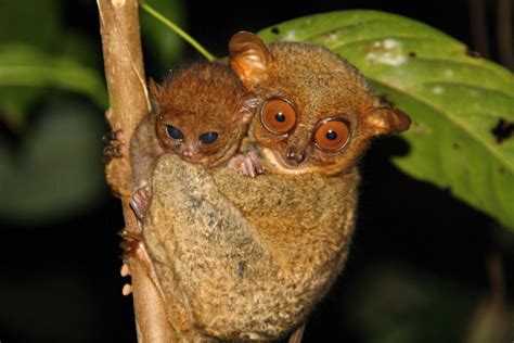 Por que o társio é uma das criaturas mais estranhas da natureza - MDig