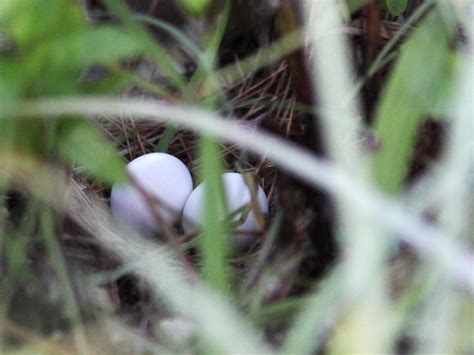 Common Ground-Dove nest with eggs 20140823 - a photo on Flickriver