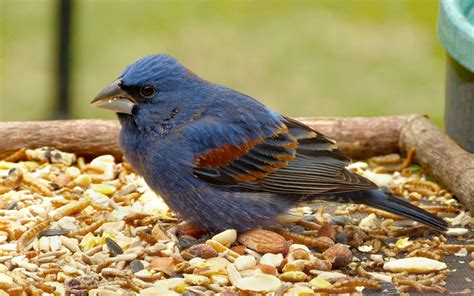 Male Blue Grosbeak - FeederWatch