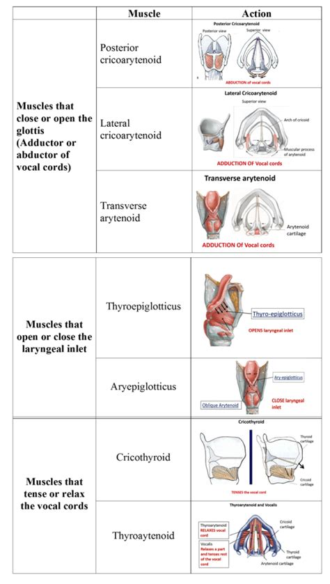 Larynx , Anatomy QA