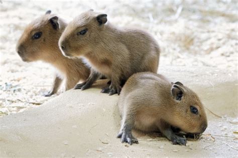 Capybara Facts, Diet, Habitat, Lifespan, as Pets, Pictures