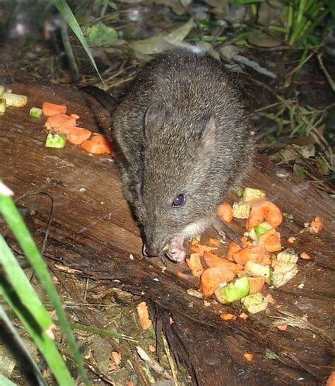 Long-nosed Potoroo | Potorous tridactylus Marsupial, Koala Bear ...