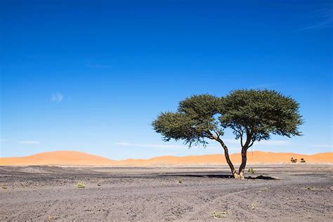 Plants That Grow In The Sahara Desert - WorldAtlas