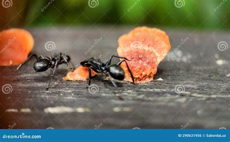 Ants Eating Fungi or Mushroom Stock Photo - Image of insect, brazil ...