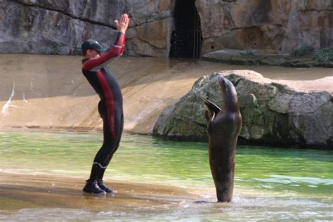 Clapping Sea Lion | Pictures from Berlin Zoo. | HC | Flickr