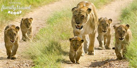 Explore Kenya with Kids: Top 10 Family-Friendly Activities in 2024