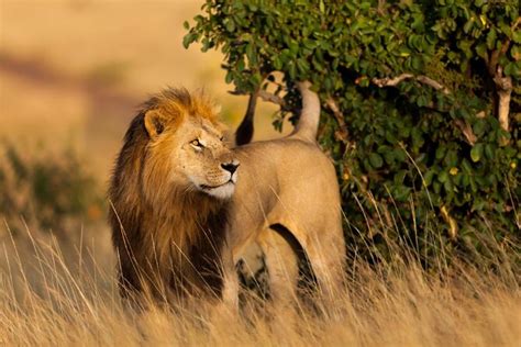 Masai Mara National Reserve (Maasai Mara National Park), Kenya ...